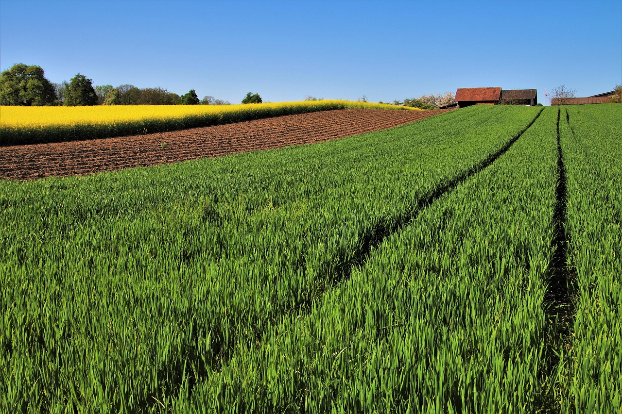 Terreno agricolo con piante verdi e attrezzi da lavoro, simbolo di eredità e opportunità.