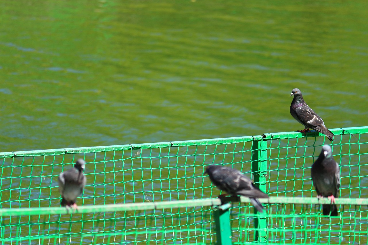 Trappola per piccioni in un colore specifico, illustrando il meccanismo di funzionamento.