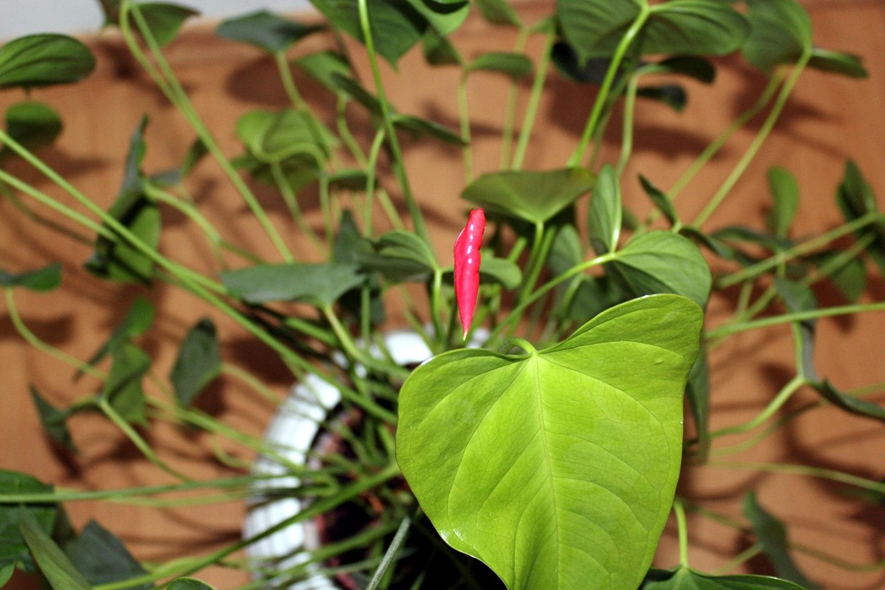 Foglie ingiallite di Anthurium, sintomo di scarsa irrigazione, con consigli per la cura della pianta.