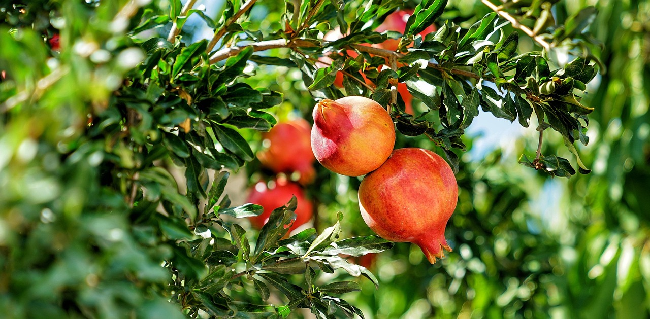 Melograno in fiore con frutti maturi, simbolo di potatura per abbondanza e dolcezza.